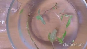 Мои аквариумы 26.10.2025г.