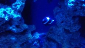 Москвариум. Клоун оцелярис.