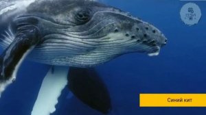 Уроки ПРИРОДОВЕДЕНИЯ Морские млекопитающие 6 класс