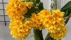 П-23. Ч-2. Dendrobium Sulcatum. Обработка и посадка после распаковки посылки