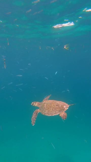 Черепаха в море