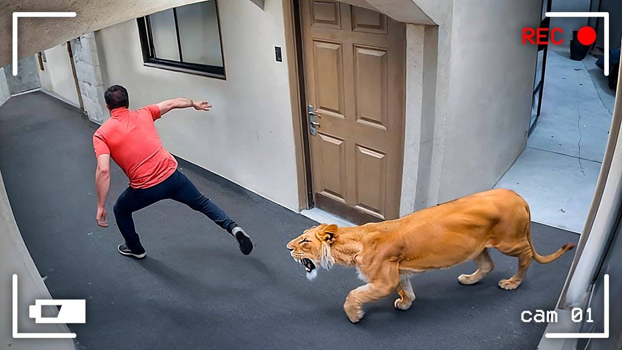 ПОГОНИ ДИКИХ ЖИВОТНЫХ, СНЯТЫЕ НА КАМЕРУ!🎥