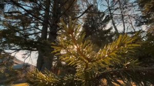 Проект по формированию семейных ценностей "Преображение"