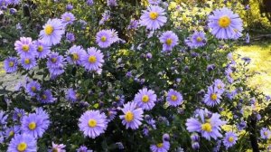 Немножко хвастаюсь. Наш октябрь. Очень вкусные оладьи.