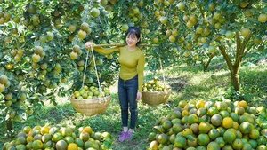 Сбор зелёных апельсинов для продажи на деревенском рынке. Уход за зимним огородом.