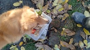 1000011488.mp4 Ресторан "Голодные собаки".Инна Гетц.