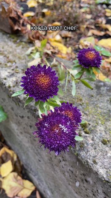 Осенние работы в саду