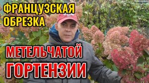 Как обрезать французскую МЕТЕЛЬЧАТУЮ гортензию СТАР РОУЗ на максимально раннее и обильное цветение
