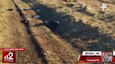 Собаки загрызли 10-летнего мальчика в Красноярском крае