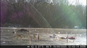 Вот кто сожрал всю приваду