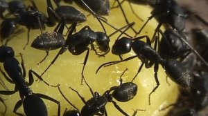 Муравьи на жёлтой конфете