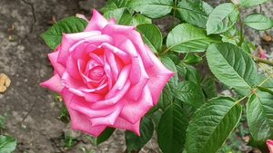 Путешествие в мир роз (1)