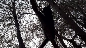 Тишка на дереве.