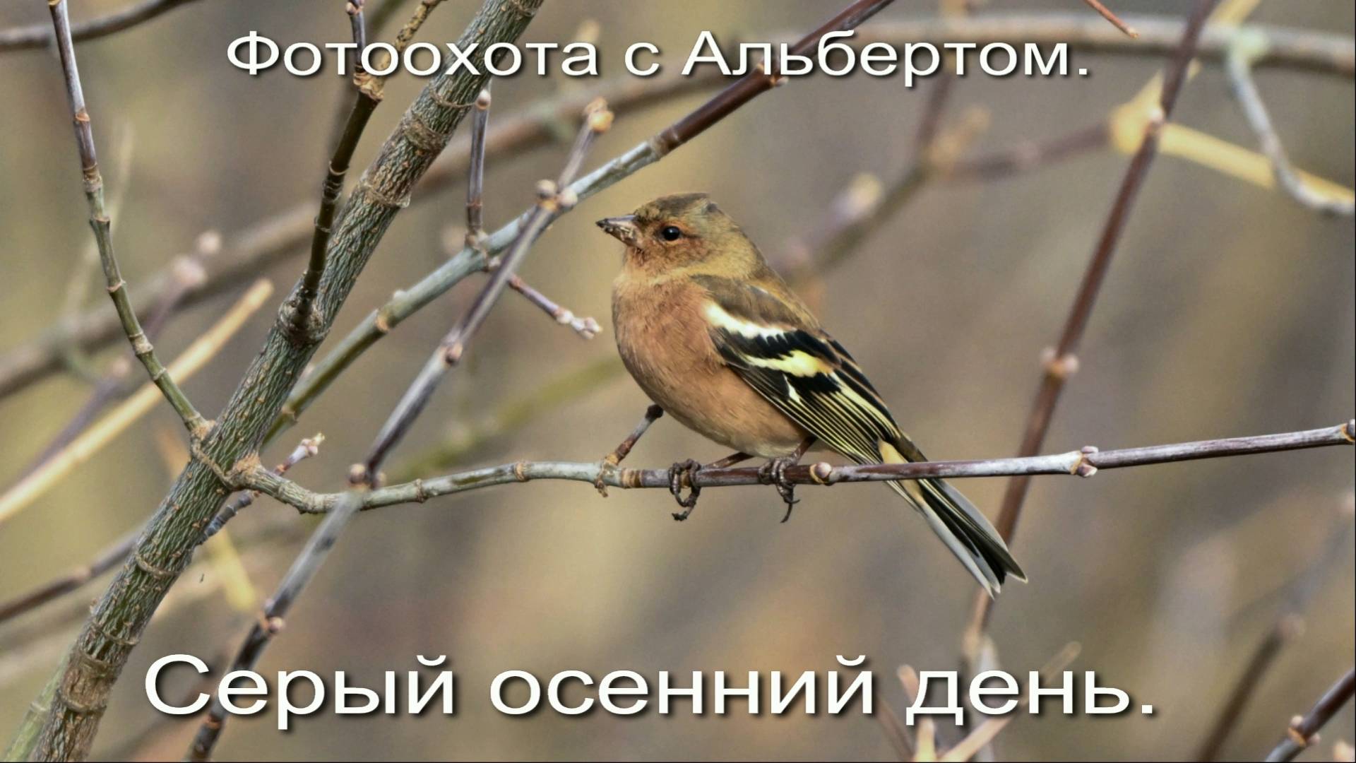 Фотоохота с Альбертом. Серый осенний день.