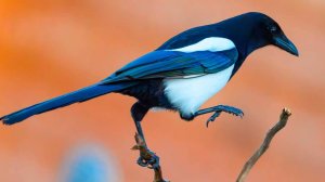 Женщина сломала шею, спасаясь от сороки-убийцы