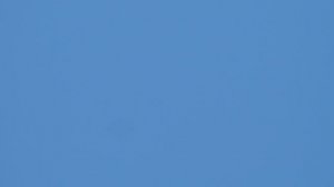 HDV_0714 Пермские голуби Белгородская обл.