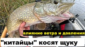 Китайцы косят. Влияние давления и ветра на клев.