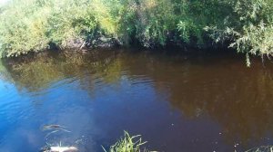 Ловля щуки на колебалку .Рыбалка на лугах.