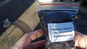 сажаю луковицы черемши