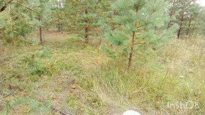 Сбор грибов рыжиков