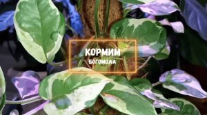 Кормим богомола.