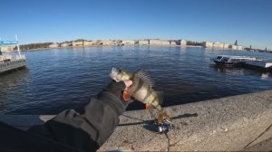 Рыбалка в центре СПБ #спиннинг 🔥