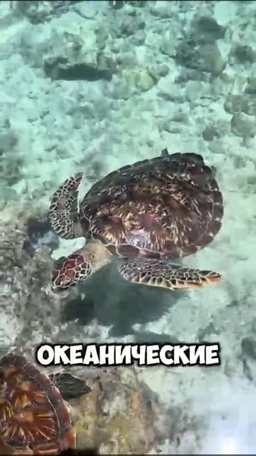 Почему океан так мало изучен?