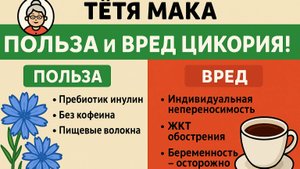 Вред и польза Цикория!