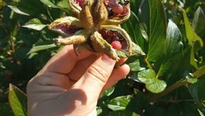 Семенные коробочки пиона