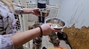 Запертые в сарае и погибающие от истощения… Мы боролись за их жизни и снова ПОБЕДИЛИ! | Вена