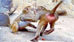 НЕ вся КУСАЧАЯ энергия Степана направлена в мирое русло! Но он не он - НАПАЛ на Маню! Гамадрилы