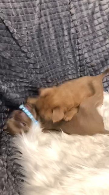 Изабеллвые малыши от Киви и Люция смотреть онлайн