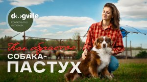 Профессия — пастух: как собаки учатся пасти овец и работать на ферме