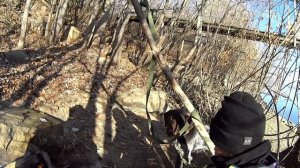 #Охота в Новосибирской области с #сыном,# Дратхаар