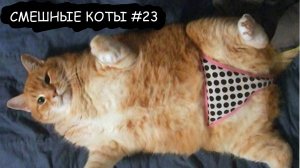 СМЕШНЫЕ КОТИКИ 😹😹😹 2025 l СМЕШНЫЕ ВИДЕО ТОЛЬКО ЛУЧШЕЕ #23
