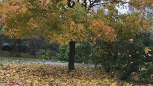 песня Осени цвет, поёт М.Зорина