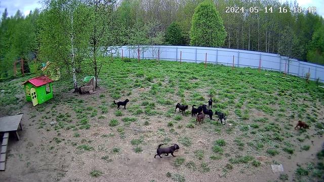 Гриффоны гуляют 💝💝💝 смотреть онлайн