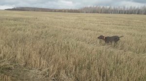 20251026_Саймон по перепелу