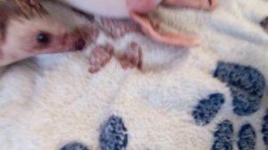 блопшоу 1 сезон 2 шлёпа и Сальвадор сидят с Тралалэлкой#блоптоп