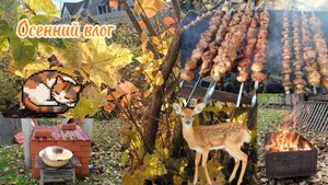 Осенний влог с котом Даней. Жарим шашлыки 🍂🔥🍖