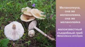 Меланолевка, она же меланолеука, она же меланолейка - съедобный гриб Melanoleuca strictipes.
