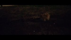 Мы идём гулять с собакой! | 8-авг-2024