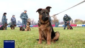 СОБАКИ ПОСТУПИЛИ НА СЛУЖБУ В УФСИН