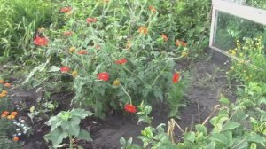 ЗАСУХОУСТОЙЧИВЫЕ Однолетники. ТИТОНИЯ . Яркое Чудо