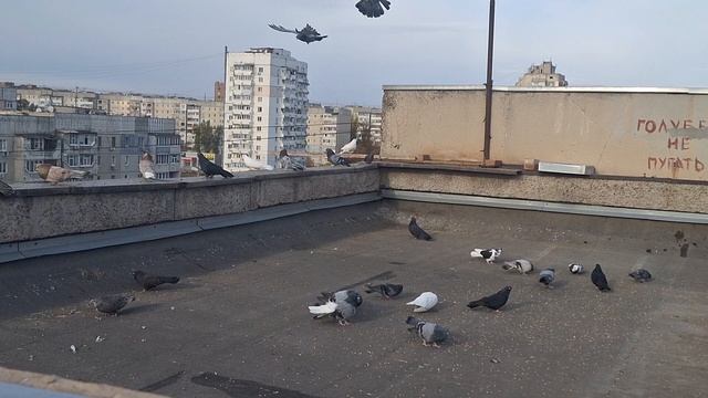 1000105905.mp4 Голуби И. Т.Луганск смотреть онлайн