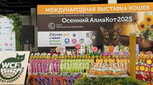 Алмакот 2025 выствка кошек