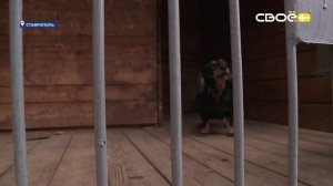 Новости на Своём от 27 октября 2025г. 8:30