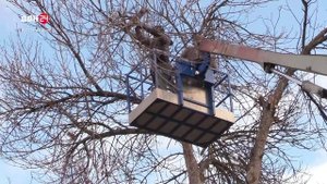 Снос аварийных деревьев и санитарная вырубка