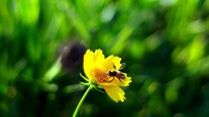 Лечебная музыка для сердца и сосудов. Музыка для глубокого сна и расслабления.