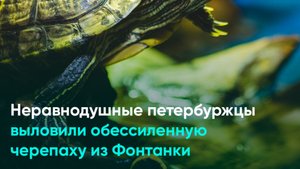 Неравнодушные петербуржцы выловили обессиленную черепаху из Фонтанки